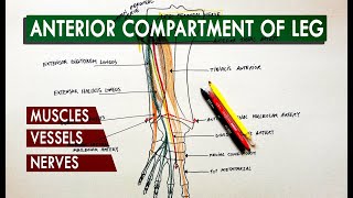 Anterior compartment of the leg  Muscles vessels amp nerves  Anatomy Tutorial [upl. by Yekcir]