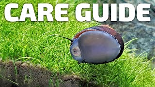 Care Guide for Nerite Snails  Aquarium CoOp aquariumcoop [upl. by Maurie]