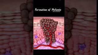 ABOUT MELANIN।। WHAT IS MELAMINE।। MELANIE ।। Trending trending education medical shorts [upl. by Gnanmos397]