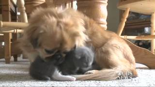 Dog adopts abandoned kitten [upl. by Xela7]