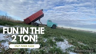 Fun in the 2 Ton Hauling Gravel amp Manure in the 1967 Ford F600 [upl. by Berkin291]