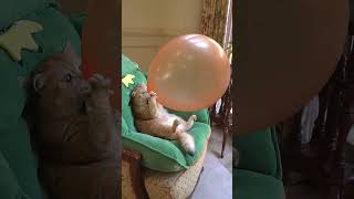 Cat pulling a balloon🎈🎈🎈 ytshorts 😂😂talkingtommasti funny catvideos [upl. by Deirdra]