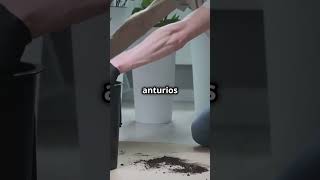 ¡Cuida tu Anturio como un pro 🌿😂 huertoencasa plantas huertaencasa anturio CultivaTuHogar [upl. by Stilu]