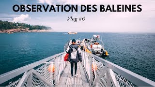 Voyage au Québec  On Part Observer Des Baleines et des Ours Noirs  Vlog 6 🇨🇦 [upl. by Nichols]