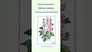 Botanical IllustrationsAlcea roseaKamath Hashtag [upl. by Scoter]