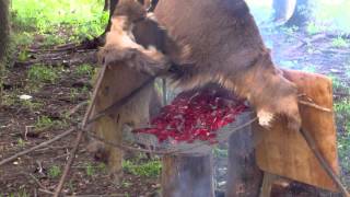 Primitive Smoked Venison Part1 and Final step of Deer Hide tanning [upl. by Irihs951]