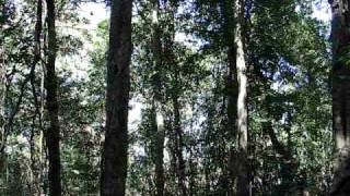 Eastern Whipbird song  Bunya Mtns QLD [upl. by Talmud562]