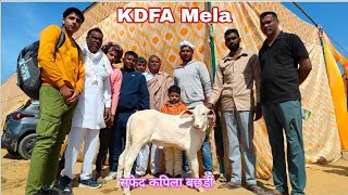 किसान की कपिला बछड़ी  KDFA Mela kdfameladesicow kapilacow cowfarm cows [upl. by Ilbert]