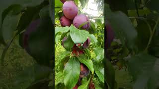 New plum variety in my orchard [upl. by Halak]