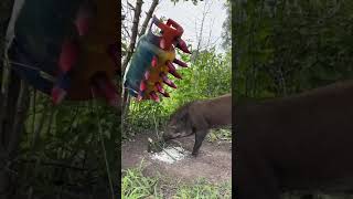 Amazing Most Building Beautiful House Wild Pig Trap Using Gas Cylinder wildanimal animals shorts [upl. by Atikkin]