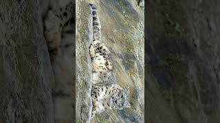 Snow Leopard Panthera uncia in Cat Family Felidae  Observed in Description [upl. by Nooj]