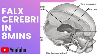 FALX CEREBRI  DURAL FOLDS  ANATOMY  BDC  AMAN SUDHANSHU  TNMC [upl. by Clive]