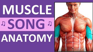 Major Muscle Song Anatomy Mnemonics Location Action Name of Muscles [upl. by Tim]