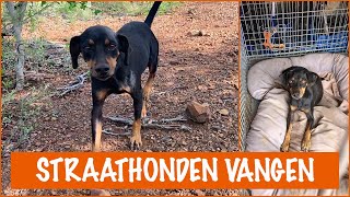 Pippis Opvang in actie 2 wilde honden vangen  DierenpraatTV [upl. by Nail]