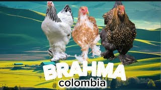 BRAHMA COLOMBIA VARIEDADES ÚNICAS EN CRIADERO GCE MEDELLÍN COLOMBIA [upl. by Hcir881]