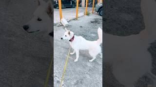 Dogs CRAZY Reaction to First Alien Encounter [upl. by Doi285]