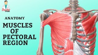 Anatomy  Muscles of Pectoral Region  A Quick Overview [upl. by Htebi480]