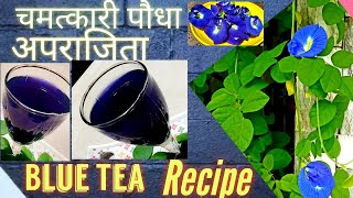 अपराजिता फूल से बनाएं ये चमत्कारी चायButterfly Peas Flower Tea Making RecipeBlue TeaChai Recipe [upl. by Aciraa]