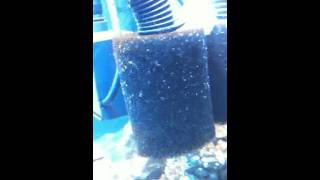 Coralife 125g skimmer not producing skimmate and [upl. by Nowtna]