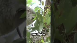 Primeros Días de un Koala Recién Nacido koala bebe vidaanimal [upl. by Ecyak]