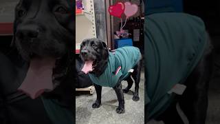 Lucky Ki Winter Shopping doglover lucky [upl. by Shir]