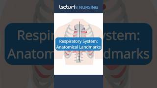 Anatomy Landmarks Uncovered 📍 NursingAnatomy MedicalLandmarks nclexrn [upl. by Terra842]