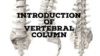 Vertebral column introduction [upl. by Hgielrac754]