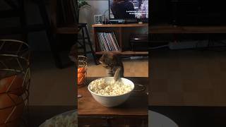 Never Seen a Cat Eat Popcorn 🍿 [upl. by Alyse446]