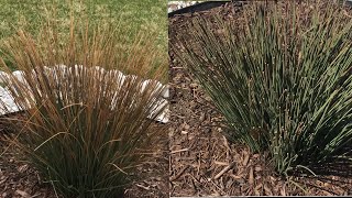 Cutting back Blue Dart Juncus Grass [upl. by Na]