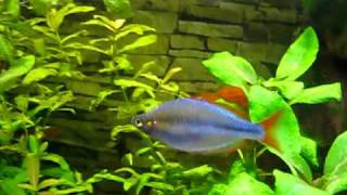 Diamant Regenbogenfisch  Rainbowfish [upl. by Eillib683]