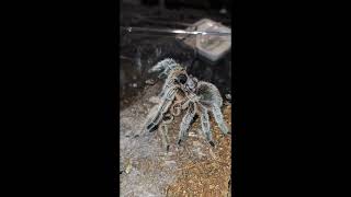 Grammostola rosea NCF porteri Pairing [upl. by Baynebridge]