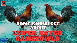 Some Knowledge About LEIPER HATCH GAMEFOWLS [upl. by Annawahs]