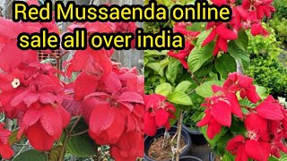 Red Mussaenda plant available DHANYAORCHIDS [upl. by Nivek]