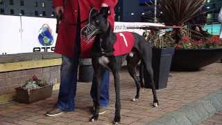 Enterprise Targeted Solutions Irish Greyhound Derby Round 01 Heats 110 [upl. by Ia]