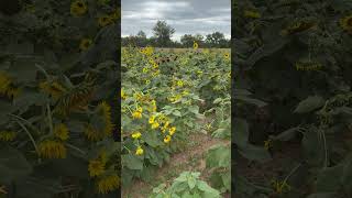 Schaefers and Collin’s Pumpkin PatchSunflower Fields [upl. by Ferd]