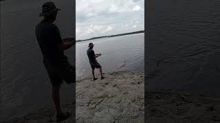 Ladyfish on a rooster tail lure fishing shiredisland ladyfish [upl. by Atselec]