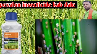 pexalon insecticide धान मे कब डालेpexalon insecticideपेक्सालोन धान में ब्राउन प्लांट हॉपर BPH करे [upl. by Jasmin986]