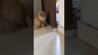 Hide amp Seek 😀😀😀 youtubeshorts shorts trending persiancat music song [upl. by Akehsay]