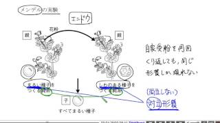 中学理科解説動画：遺伝の規則性１ [upl. by Gotthelf]