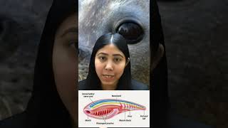 Notochord Definition  Embryonic Development  Mesodermal Origin  Biology  Class11  Adhyayanta [upl. by Maxma]