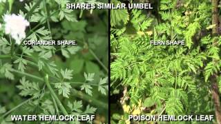 Hemlock  water or poison hemlock identification [upl. by Aeli]