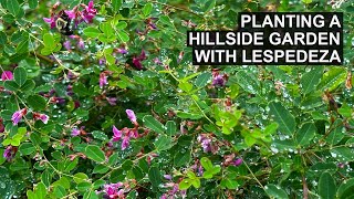 A Creative Plant for Your Hillside Garden  Lespedeza [upl. by Norvil800]