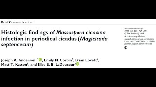 26A HistologicFindings Of Massospora cicadina infection In Periodical Cicadas Magicicada septendecim [upl. by Maxma]