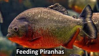 How Do Piranhas Feed in a Group Feeding Frenzy [upl. by Iron]