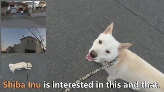 White Shiba Inu：Shiba Inu is interested in this and that 【English】 [upl. by Capon]