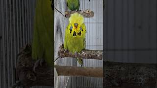 Maartin Heylen ring Gray Green Exhibition Budgies exhibition birds exhibitionbudgerigar budgies [upl. by Noicnecsa]