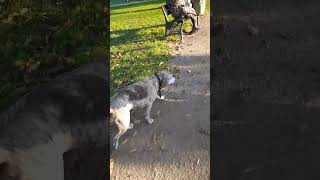 Sunshine Walking Autumn sunshine dog cute vondelpark the1eloise [upl. by Sardella592]