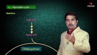 Glyoxylate cycle  Biochemistry MBBS Lectures  Dr G Bhanu prakash [upl. by Mitzie858]