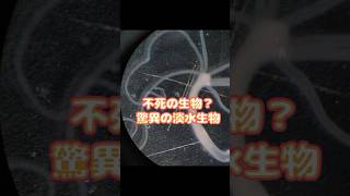 淡水にひそむ不死生物ヒドラ、その驚異の生態を解説！ [upl. by Llednohs]