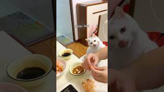 The kitten demanded shrimp to eat😆 catshorts funnycat cutecat catlover cattalking [upl. by Zea]